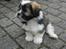 Lhasa apso Rubin