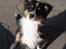 Shetland sheepdog Sally