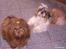 Shih tzu Ludwig. RIP !