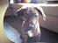 Blanding af racer Bailey. R.I.P. <3 - Lige ankommet til sit nye hjem :)