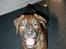 Blanding af racer Bailey. R.I.P. <3 - Bailey :)