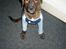 Blanding af racer Bailey. R.I.P. <3 - Bailey med nattøj på :P (Min søn´s nat trøje som bailey selv hentede , så fik han den på , bare for sjov)