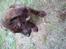 Blanding af racer Bailey. R.I.P. <3 - Bailey :) Beklager at billedet vender forkert.