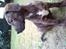 Blanding af racer Bailey. R.I.P. <3 - Bailey :) Beklager at billedet vender forkert.