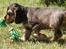 Cocker spaniel Indi (Zobel)