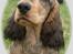 Cocker spaniel Indi (Zobel)