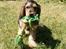 Cocker spaniel Indi (Zobel)