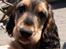 Cocker spaniel Indi (Zobel)