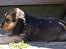 Cocker spaniel Indi (Zobel)