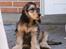 Cocker spaniel Indi (Zobel)