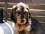 Cocker spaniel Indi (Zobel)