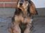 Cocker spaniel Indi (Zobel)