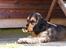 Cocker spaniel Indi (Zobel)