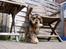Cocker spaniel Indi (Zobel)