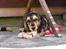 Cocker spaniel Indi (Zobel)