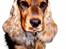 Cocker spaniel Indi (Zobel) - Indi´s Mor