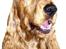 Cocker spaniel Indi (Zobel) - Indi´s Far