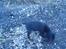 Gordon setter shef