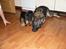 Gordon setter shef - jeg æder dig ;)    :RIP: bozan<3