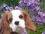 Cavalier king charles spaniel Thyholm´s Otilia - Tilde - Tilde med lilla blomster i baggrunden