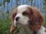 Cavalier king charles spaniel Thyholm´s Otilia - Tilde - Tilde "i blå blomster"