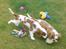 Cavalier king charles spaniel Thyholm´s Otilia - Tilde - Tilde er på besøg og leger med Caithy