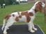 Cavalier king charles spaniel Thyholm´s Otilia - Tilde - Tilde 13 uger