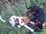 Cavalier king charles spaniel Thyholm´s Otilia - Tilde - Tilde leger med sin bedtse legekammerat - Bertil