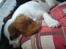 Cavalier king charles spaniel Thyholm´s Otilia - Tilde - En træt Tilde på vej fra ferie (9 uger)