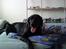 Labrador retriever Basse R.I.P - Basse er en sød hund