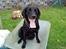 Labrador retriever Basse R.I.P - Basse, hoppede selv op i den
