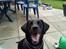 Labrador retriever Basse R.I.P - Basse kigger op