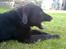 Blanding af racer Viktor - Farlig Hund