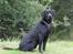 Labrador retriever Jeiko (Formel 1)