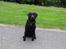 Labrador retriever Jeiko (Formel 1)