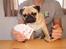 Mops Møffe
