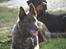 Blanding af racer Lady *R.I.P* - Sidste billede taget af Lady den 24. juli 2009