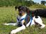 Dansk svensk gaardhund ROCKS - Rocks i naturen....  13 uger gl.....