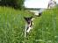 Dansk svensk gaardhund ROCKS - Her er jeg i fuld fart......