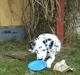 Dalmatiner Valde*himmel hund* :'(<3