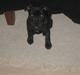 Staffordshire bull terrier Abby