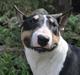 Bullterrier miniature Elton