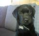 Labrador retriever Max