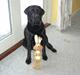 Labrador retriever Lucky 