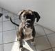 Boxer Amy van Stamy`s