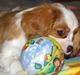 Cavalier king charles spaniel Naja
