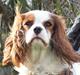 Cavalier king charles spaniel Thyholm´s Otilia - Tilde