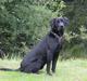 Labrador retriever Jeiko (Formel 1)