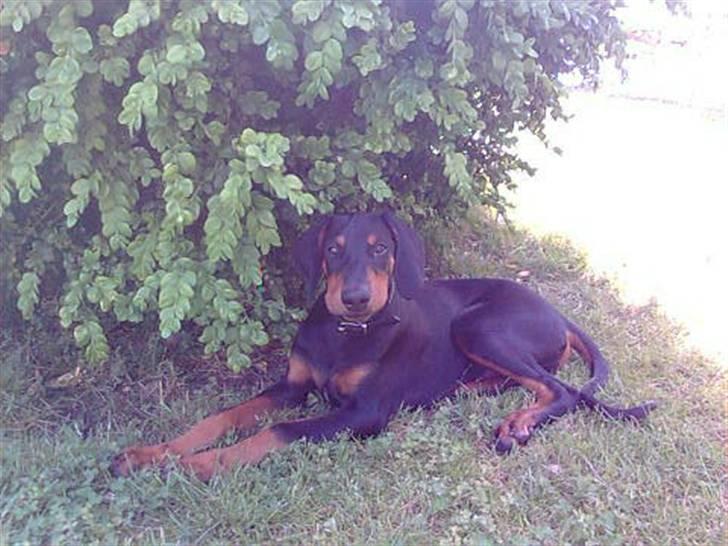 Dobermann Coco R.I.P<3 billede 15