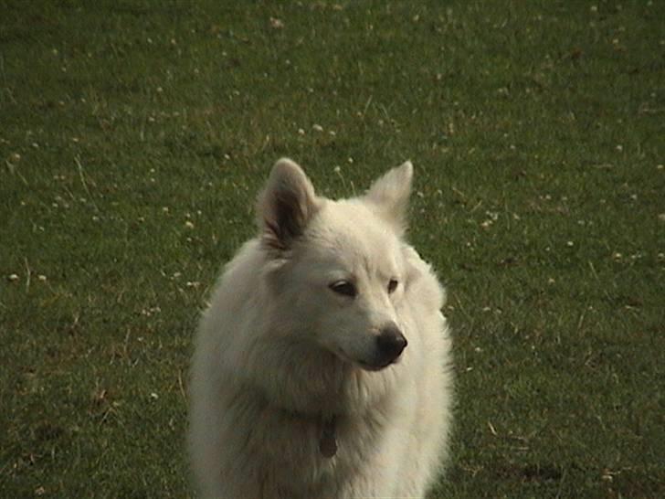 Samojedhund Bella - Smukke Bella <3 Foto Susan billede 13